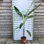 Banánovník (Musa) ´FLORIDA VARIEGATA´ - výška 200-220 cm, kont. C10L